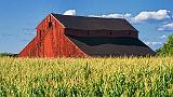 Barn & Corn_54200-1